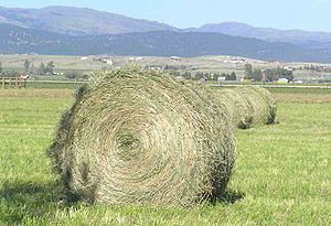 A freshly baled round bale in Montana