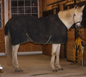 Horse Blankets www.standleyfeed.com #standleyfeed