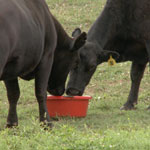 Purina Cattle Tubs www.standleyfeed.com #standleyfeed
