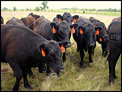 Cattle Eating Hay www.standleyfeed.com #standleyfeed
