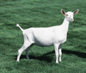 White Goats www.standleyfeed.com #standleyfeed