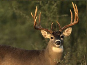 Deer Health and Nutrition Tips