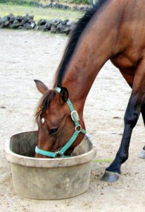 Proper Eating. Horse Feeding & Foraging. Horse eating from tub.