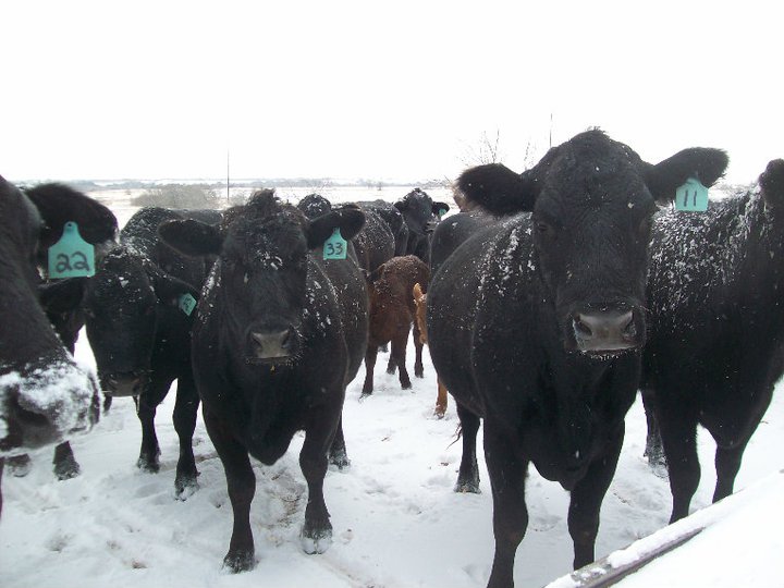 winter cattle supplements