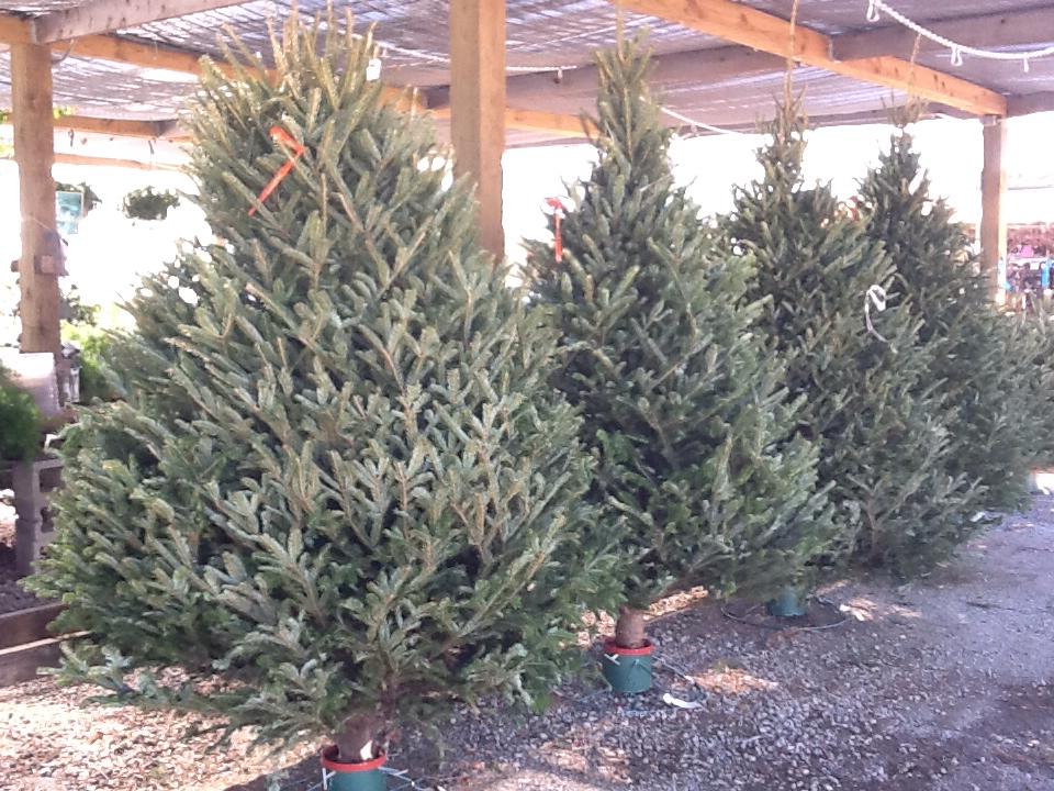 Fresh Cut Christmas Trees :: Standley Feed and Seed