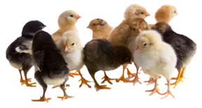 Chicks_ForChickPosts.png