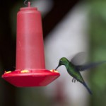 Hummingbird2_CatePhoto-300×199.jpg
