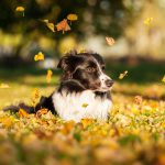 Portrait of border collie lying on lawn in autumn