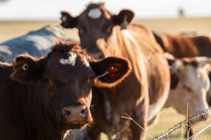 Manage Cattle During a Drought | Standley Feed 