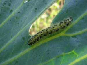 Prevent Armyworms | Standley Feed