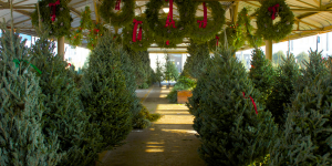 Standley Feed Christmas Tree Lot