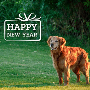 Pet Resolutions | Golden Retriever standing on green grass
