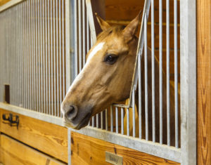 Horse in Stall: Lighting & Nutrition for Breeding Late Winter/Early Spring