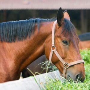Alfalfa and a Healthy Gastric Environment in Horses. Horse eating hay.