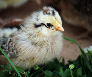 Easter Egger chick | Chick Days