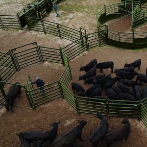 Arrowquip Cattle Handling System