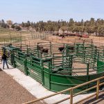 Arrowquip Cattle Handling System – Oregon