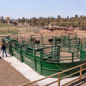 Arrowquip Cattle Handling System - Oregon