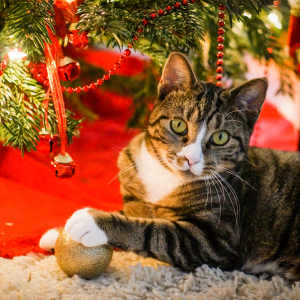 Cat with Ornament under Christmas Tree
