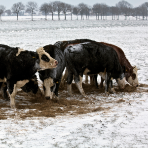 Cattle eating in the snow