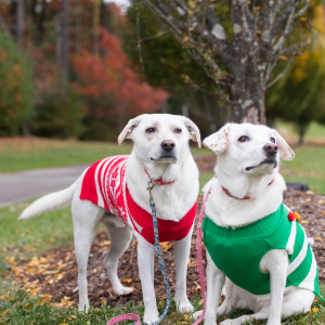 Dogs wearing holiday sweaters outside