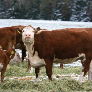 Cattle eating in winter